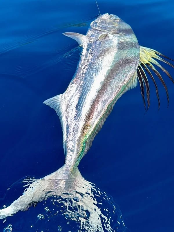 Sportfishing 2