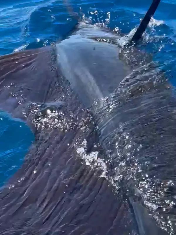 Sportfishing 3