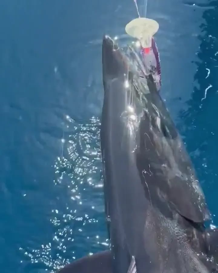 Sportfishing 5