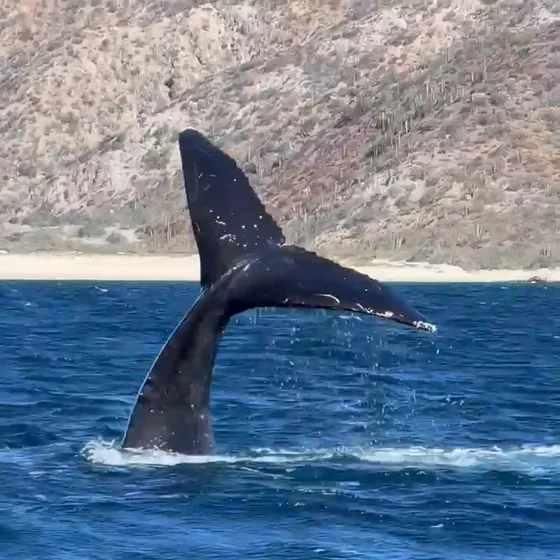 Sea Safari