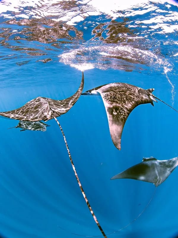 Sea Safari 3