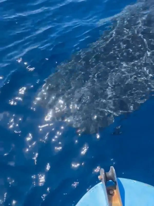 Sea Safari 4