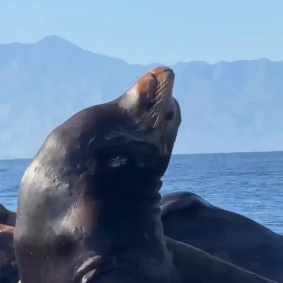 Sea Safari 5