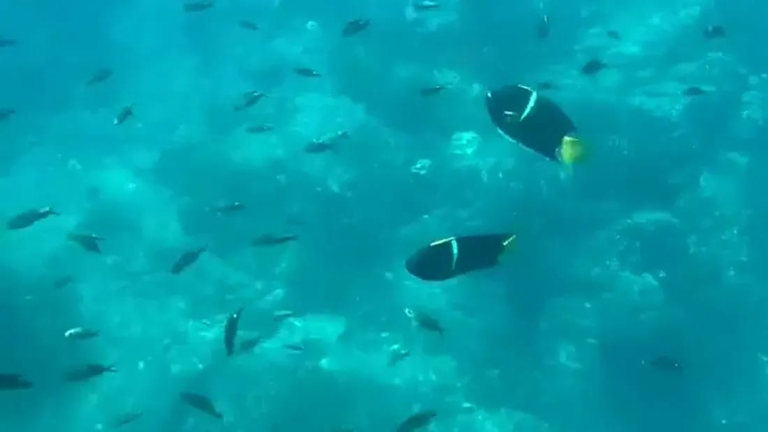 Scuba Diving 2