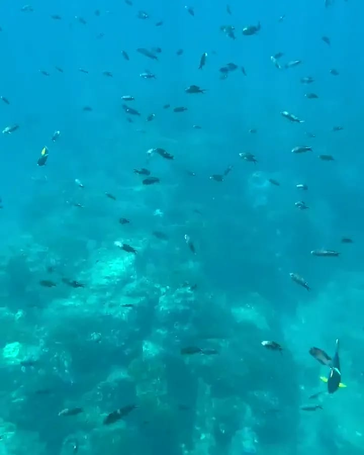 Scuba Diving 4