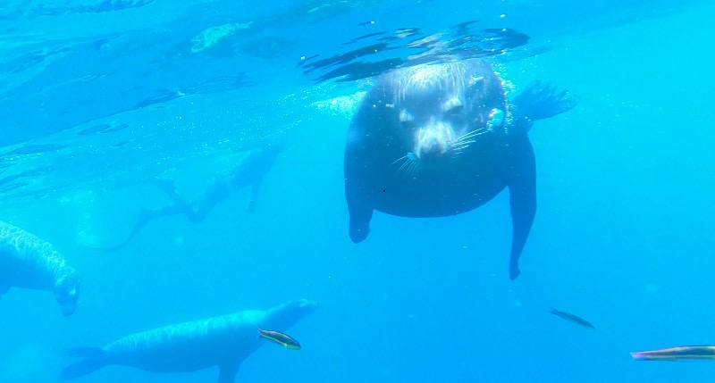 Snorkeling on the Island