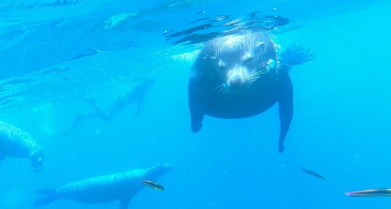 Snorkeling on the Island 1
