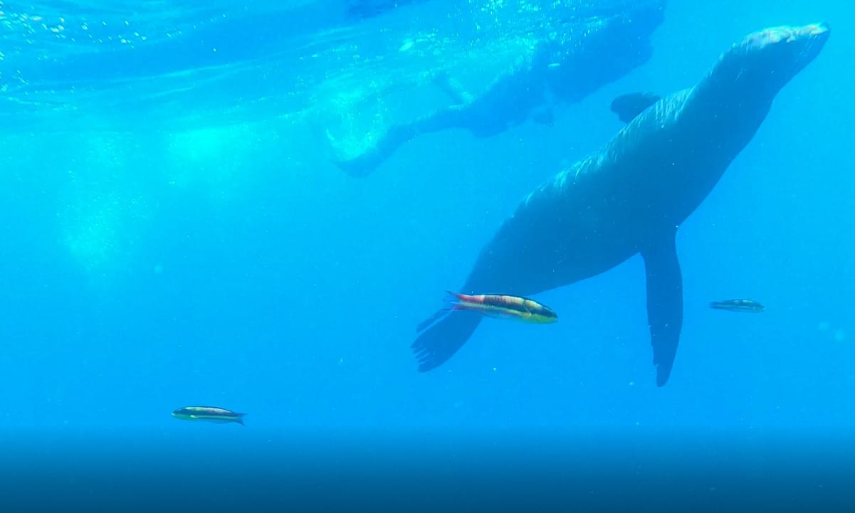 Snorkeling on the Island 3