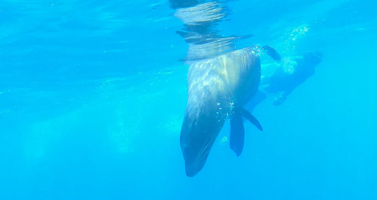 Snorkeling on the Island 4