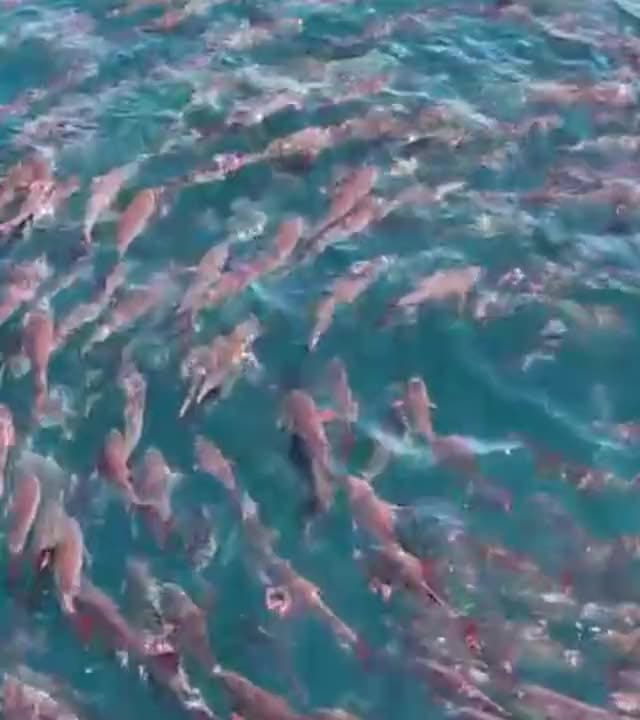 Snorkeling on the Island 5